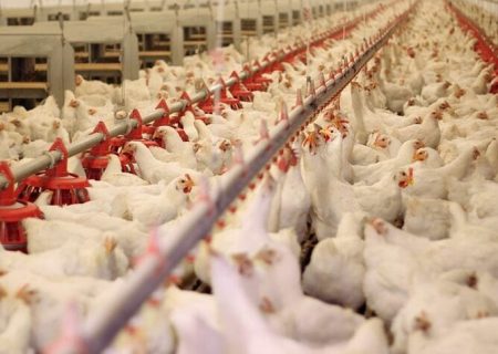 قیمت مرغ دوباره به پرواز درآمد