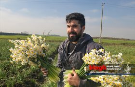 برداشت گل نرگس در مازندران
