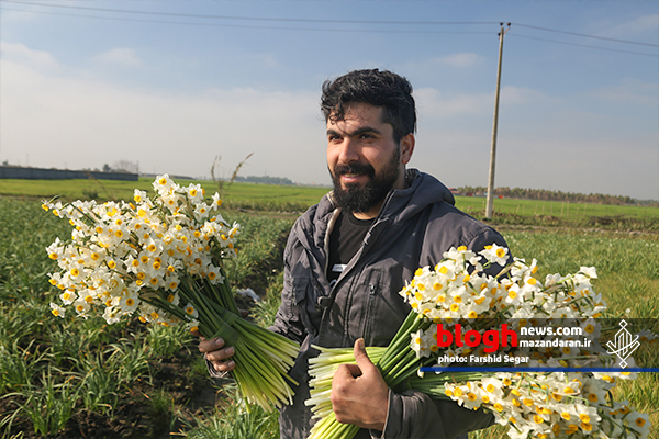 برداشت گل نرگس در مازندران