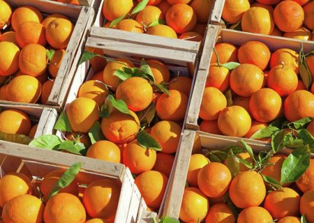 توزیع میوه‌های تنظیم بازاری از ۲۵ اسفند