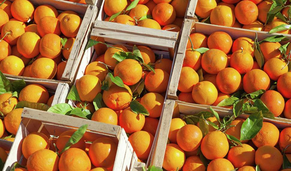 توزیع میوههای تنظیم بازاری از ۲۵ اسفند