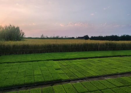 نیاز ۲۰ هزار تنی کود برای کشت دوم برنج