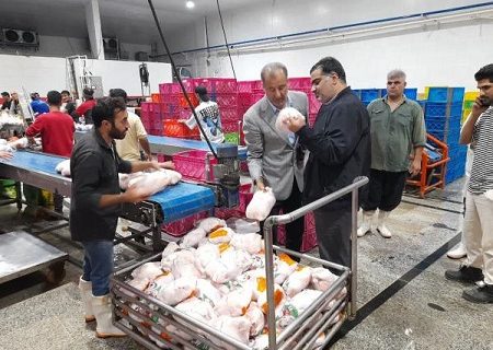 بازار مرغ در مازندران زیر ذره‌بین جهاد کشاورزی