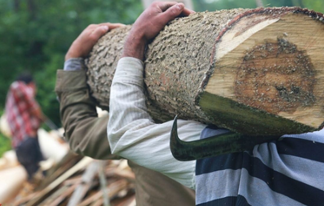تیغ قانون بر تنه قاچاق چوب