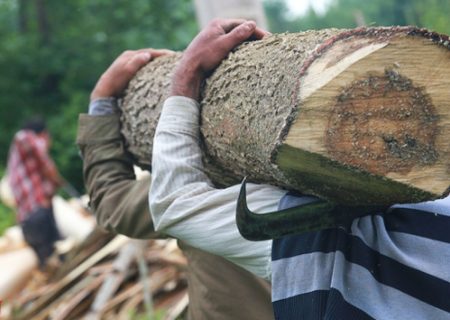 تیغ قانون بر تنه قاچاق چوب