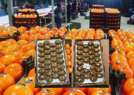 صادرات ۱۰ هزار تن مرکبات و کیوی از مازندران