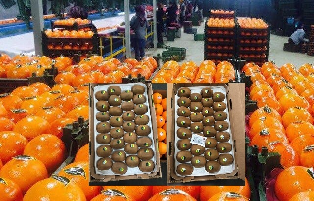صادرات ۱۰ هزار تن مرکبات و کیوی از مازندران