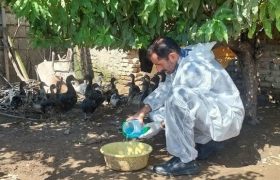 واکسیناسیون ۲ میلیون قطعه طیور بومی در مازندران