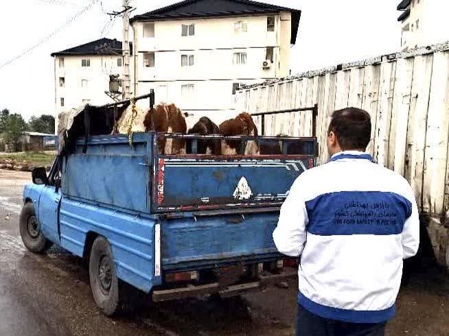 سخت‌گیری بی‌امان دامپزشکی در برخورد با قاچاق دام و دام‌های آلوده